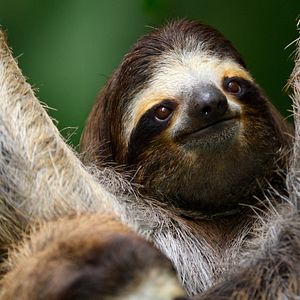 Photo Earthsounds : les sons de la Terre