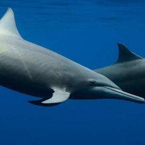 Photo Earthsounds : les sons de la Terre