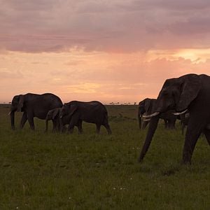 Photo Earthsounds : les sons de la Terre