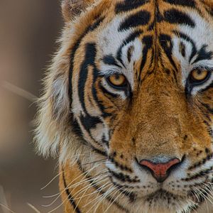 Photo Tigres