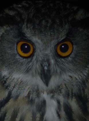 poster du film City of Owls