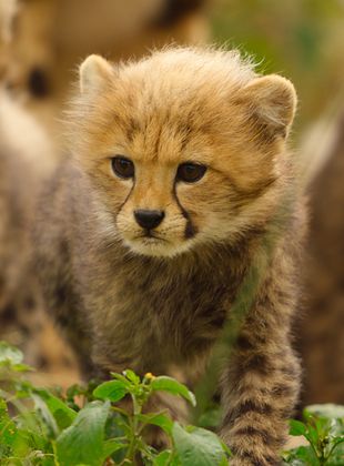 Naturellement Sauvages - Saison 1