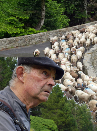 poster du film Bergers d'Aure : La transhumance en  héritage