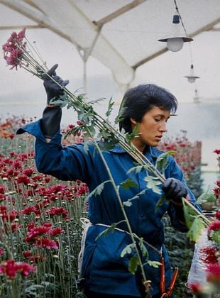 poster du film Amour, femmes et fleurs