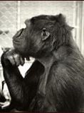 Bande-annonce Koko, le gorille qui parle