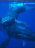 L'Odyssée des baleines à bosse