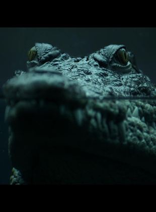 Bande-annonce Crocodile