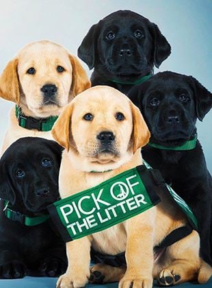 Bande-annonce Pick of the Litter