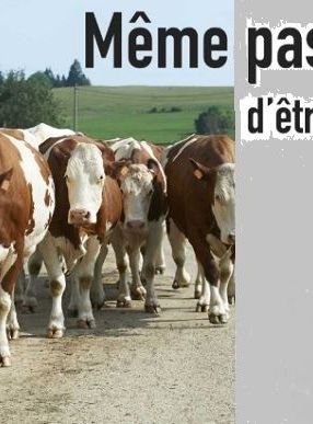 poster du film Même pas peur… d’être éleveur