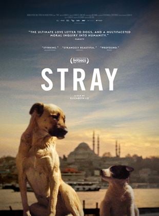 Bande-annonce Stray