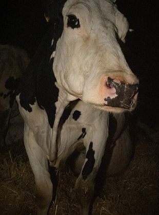 Cow