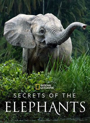 Les Secrets des éléphants