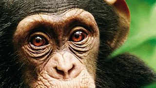 image de Les chimpanzés