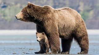 image de Les ours