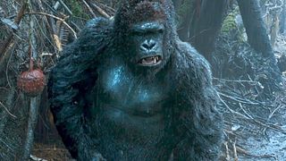 image de Les gorilles