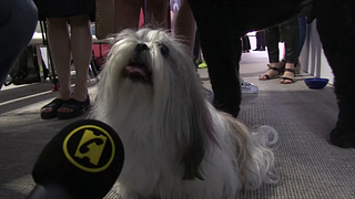 image de Cannes 2017 - Et la Palm Dog est attribuée à...