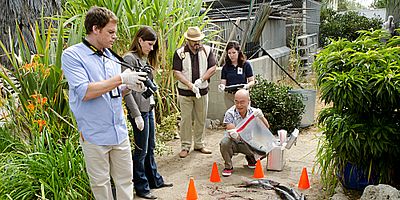 poster de la série Les chevaux de l'apocalypse