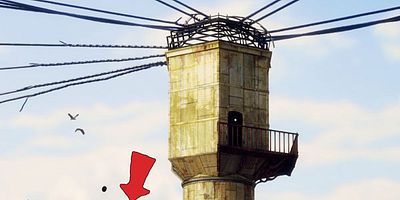 poster de la série Pilot - Bandy Dog Red