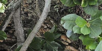 poster de la série Mai ho'oni I ka wai lana málie