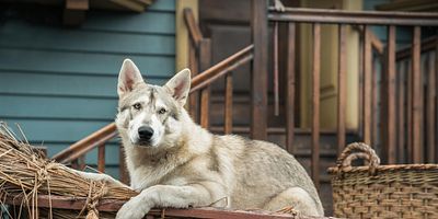 poster de la série Le rêve américain