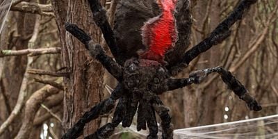 poster de la série Le Veuf Noir