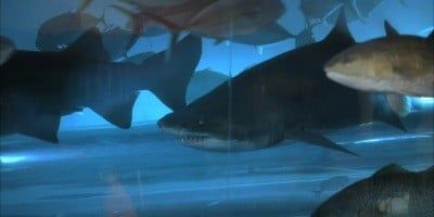 poster de la série Un monde de requins