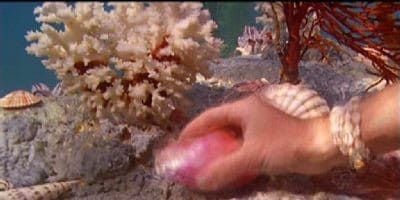 poster de la série Les Sirènes de l'amour - 2ème partie