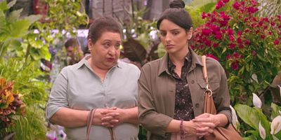 poster de la série DAHLIA (symb. gratitude)