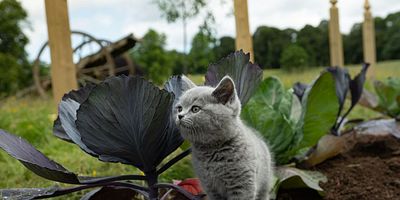 poster de la série Adoration perpétuelle