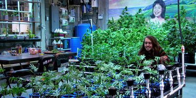 poster de la série L'herbe parfaite