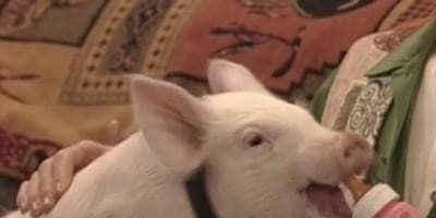 poster de la série This Little Piggy