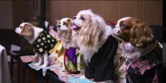 poster de la série Posez vos ciseaux