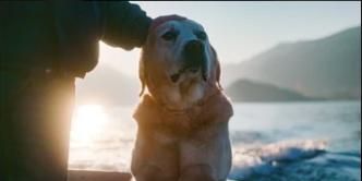 poster de la série Le chien et les poissons