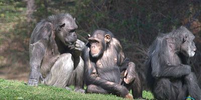 poster de la série Guerres et paix