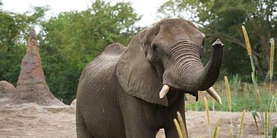 poster de la série Bon anniversaire, Gino !