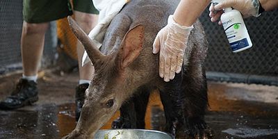 poster de la série Un amour d'oryctérope