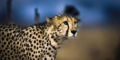 poster de la série Des guépards dans la plaine