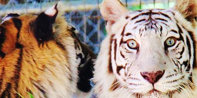 poster de la série Urgence de tigre