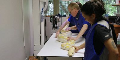 poster de la série Python réticulé