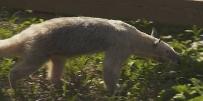 poster de la série Des suspects inhabituels