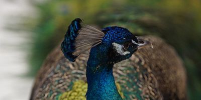 poster de la série Max le miraculé