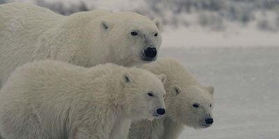 poster de la série Un ours polaire en hiver