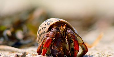 poster de la série L'Île