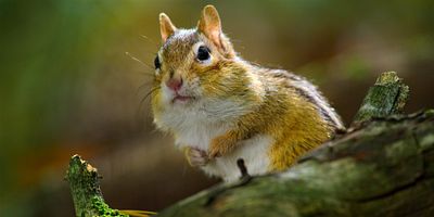 poster de la série La Forêt