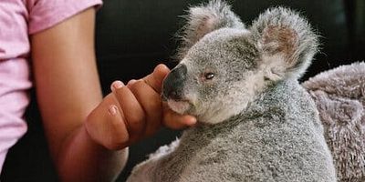 poster de la série Tempête a besoin de réconfort
