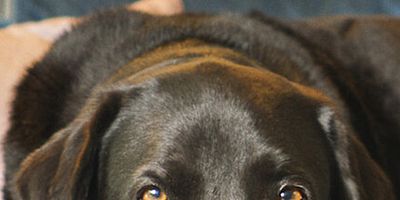 poster de la série Intelligence exceptionnelle