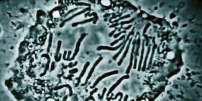 poster de la série L'ADN