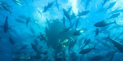 poster de la série La Bataille des bêtes