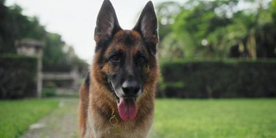 poster de la série À la niche !