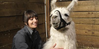 poster de la série Skunks and Llamas